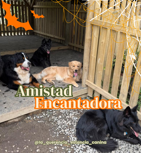 post 0.2 la querencia (9)